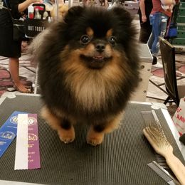 Ariel - Pomeranian