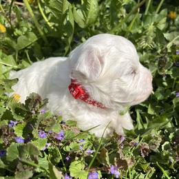 Sprite - White male Coton de Tulear puppy in Rubicon, Wisconsin from Darryl's Cotons de Tulear