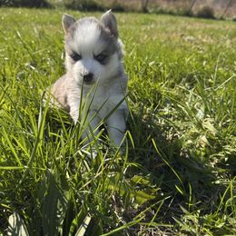 Eric - Blue male Pomsky puppy in Bucyrus, Missouri from Hill Top Pomskies