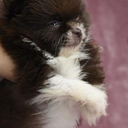 Chocolate parti - Chocolate parti Pomeranian puppy in Westminster, Colorado from VanityPom’s