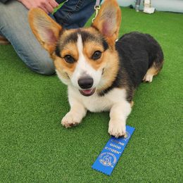 Pembroke Welsh Corgi All Grown Up from Central Valley kennel