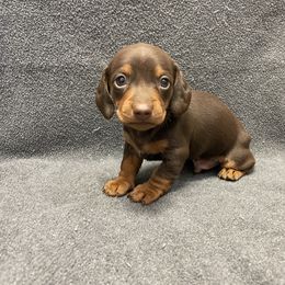 Dachshund Puppies from Waite's Dachshunds
