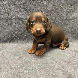 Dachshund Puppies from Waite's Dachshunds