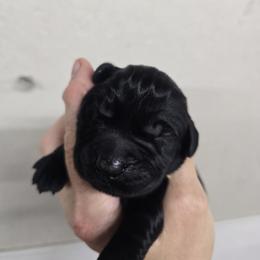 Red collar boy - Black male Giant Schnauzer puppy in Billings (Bil), Montana from Kaiser's Giants