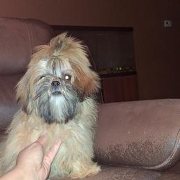 Boy 1 - Gold male Shih Tzu puppy in Birmingham, Alabama from K&D kennels