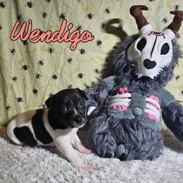 Wendigo - White and black female Rat Terrier puppy in Lynn, Alabama from Cryptic Rat Terriers