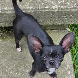 Gabe - Chihuahua
