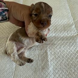 Aurora - Dapple female Dachshund puppy in Whitesboro, Texas from Joanie's Tickled Pink Puppies