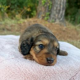 Winnie - Red female Dachshund puppy in Bald Knob, Arkansas from Victoria’s Dachshunds