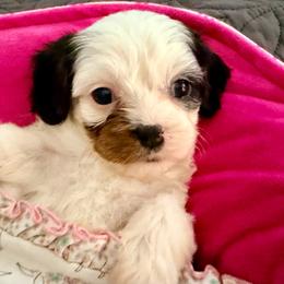 Clover (Chloe) - Tri-color female Cavapoo puppy in Cameron, South Carolina from Sassy Sailor & Company