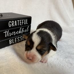 Boy 1 - Black and white male American Corgi puppy in Scottown, Ohio from Wyndy Ridge Corgis