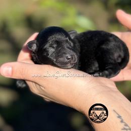 Black Boy - Black male Miniature Schnauzer puppy in Lake Placid, Florida from Love Giver Schnauzers