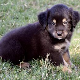 Ammo - Black tri male Miniature Australian Shepherd puppy in Evant, Texas from Lazy VT Bar Ranch