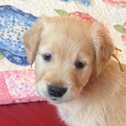 Ms. Yellow - Golden female Golden Retriever puppy in Brentwood, California from Golden M Family Farms