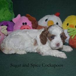 Dahlia - Red and white female Cockapoo puppy in Hopkins, South Carolina from Sugar and Spice Cockapoos