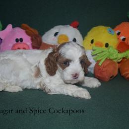 Dahlia - Red and white female Cockapoo puppy in Hopkins, South Carolina from Sugar and Spice Cockapoos