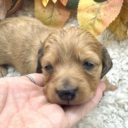Zuri - Dapple female Dachshund puppy in Exeter, California from Sawtooth Miniature Dachshunds