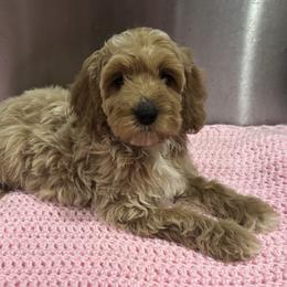 Orange - Golden male Cockapoo puppy in Lancaster, Kentucky from Dream Paws Puppies, LLC