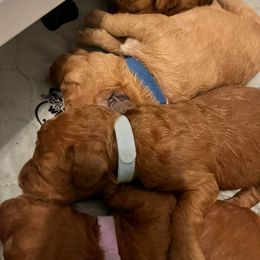 Labradoodle Puppies from Desert Mountain Doodles