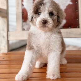 Brown Merle - Merle female Sheepadoodle puppy in Youngstown, Florida from Wonderland’s Boujie Kennels