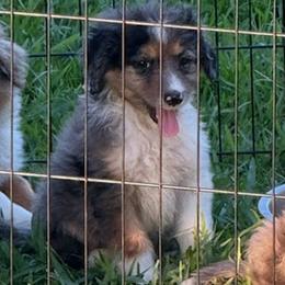 Bear - Blue merle male Aussiedoodle puppy in Ambrose, Georgia from Brandilyn's Aussies