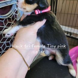Miniature American Shepherd Puppies from Maureen Chappell's Miniature American Shepherds