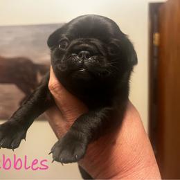 'Pebbles' Black girl 1 - Black female Pug puppy in Onalaska, Washington from Cupid’s Pugs
