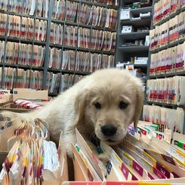Golden Retriever Puppies from Arkansas River Golden Retrievers