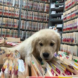 Golden Retriever Puppies from Arkansas River Golden Retrievers