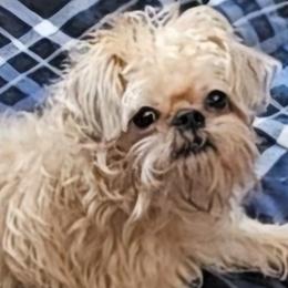 Gabby - Brussels Griffon