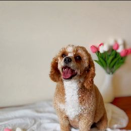 Piper - Poodle