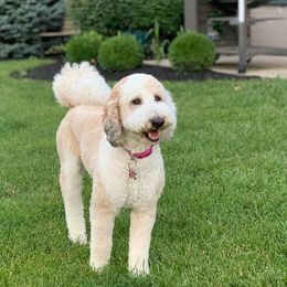 Goldendoodle, Poodle, and Sheepadoodle All Grown Up from Brewer's Goldendoodles & Sheepadoodles