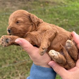 Purple collar - Red female Cavapoo puppy in Wesson, Mississippi from Southern Country Doodles