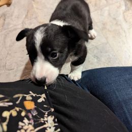 Cardigan Welsh Corgi Puppies from Smoky Tails Corgis