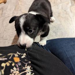 Cardigan Welsh Corgi Puppies from Smoky Tails Corgis