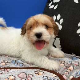 Parker - Gold sable male Havanese puppy in Wappapello, Missouri from Titanium Havanese LLC