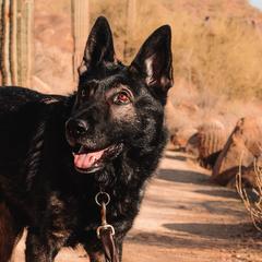 Australian Shepherds and German Shepherds from Savage K9