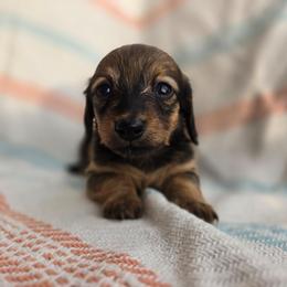Roo - Red female Dachshund puppy in Tuscaloosa, Alabama from Watermelon Doxies