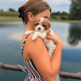 Maple - Red female Cavapoo puppy in Somerset, Kentucky from Hilltop Doodles KY LLC