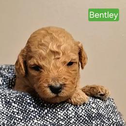 Bentley - light green collar - Apricot male Goldendoodle puppy in Hendersonville, Tennessee from Ben's Best Buddy Goldendoodles