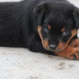 Rottweiler Puppies from Cross Creek Rottweilers