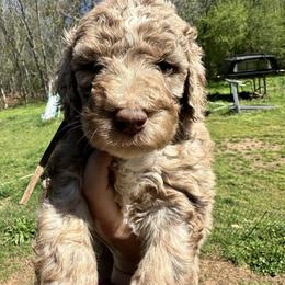 Mac-Cheese MC - Caramel cream male Labradoodle puppy in Greensboro, Georgia from B’s Doodles
