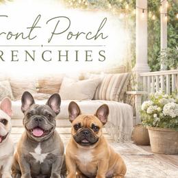 French Bulldogs from Front Porch Frenchies