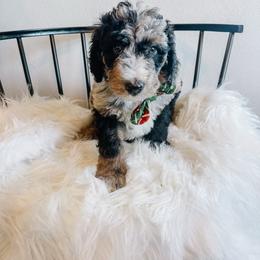 Green Bean - Merle male Sheepadoodle puppy in Republic, Missouri from DOOD & Co
