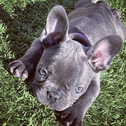 French Bulldogs from Lega Z Frenchies
