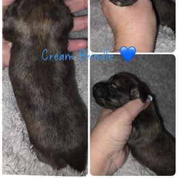 Cream Brindle - 1950 - Brindle male Dachshund puppy in Pueblo, Colorado from HotDachs