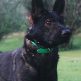 Tinley - German Shepherd