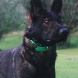Tinley - German Shepherd