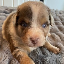 Boy 1 - male Australian Shepherd puppy in Oroville, California from Puppy Love Ranch Mini Aussies
