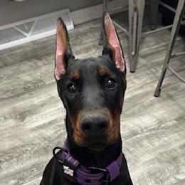 Doberman Pinschers and Dogues de Bordeaux from River Blu Bordeaux's
